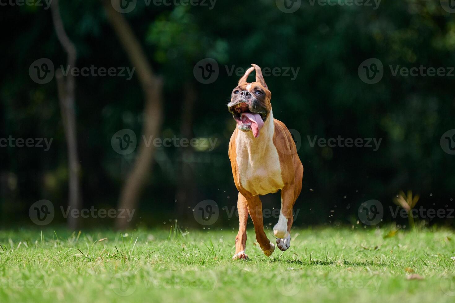 boxare hund löpning med rolig uttryck ansikte när Hoppar på grön gräs sommar gräsmatta utomhus- parkera foto