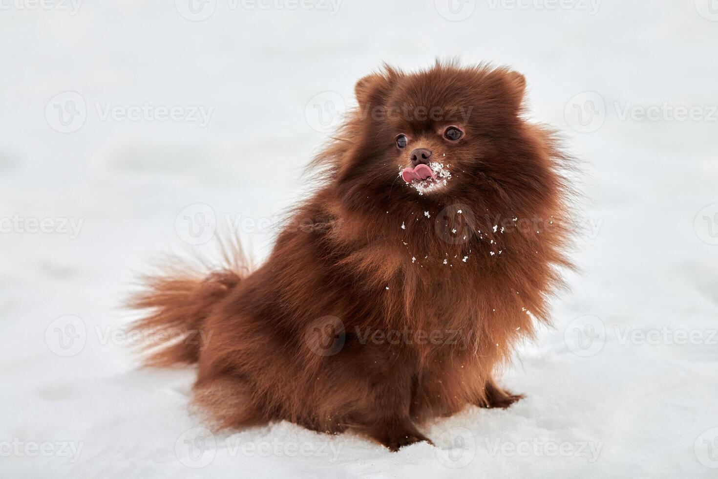 Lycklig pomeranian spets hund på vinter- utomhus- gående full storlek profil porträtt söt choklad spets foto