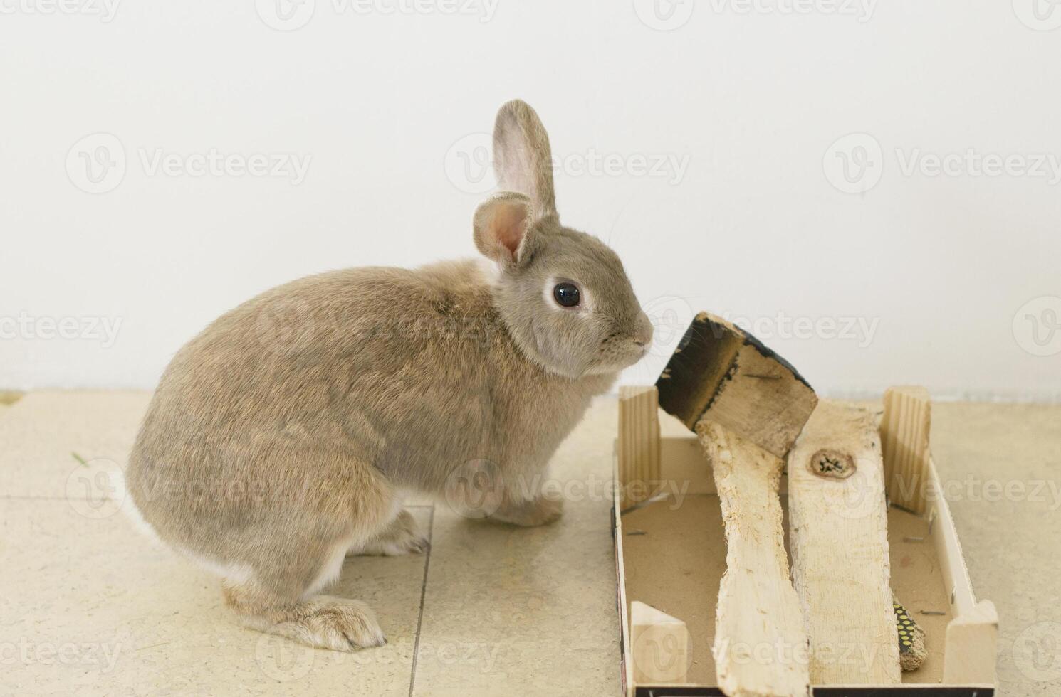 porträtt av en fluffig beige kanin, gnager på en trä- låda, skärper tänder, sällskapsdjur, foto