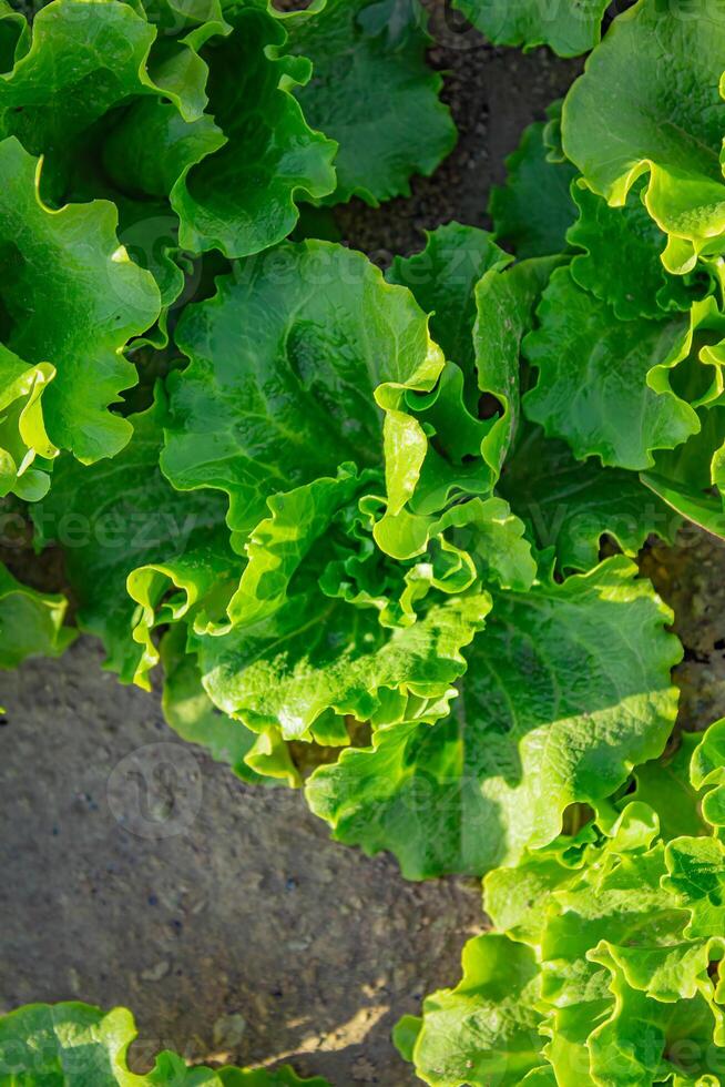 sallad växer i de trädgård, utomhus för en friska diet foto