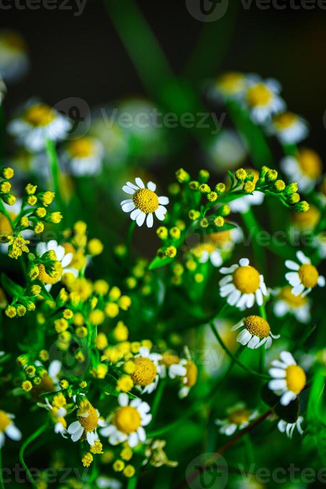 delikat vit och gul blommor i en skön array foto