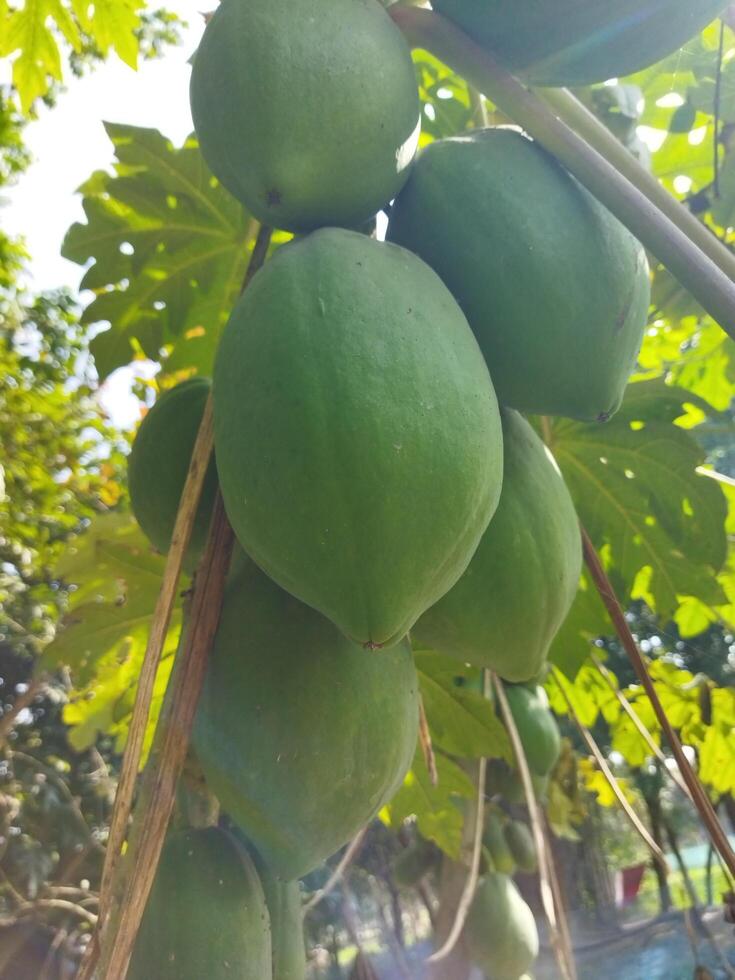 grön papaya frukt hängande från en träd foto