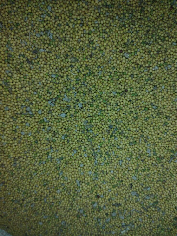 en stänga upp av en gul fält av senap frön foto