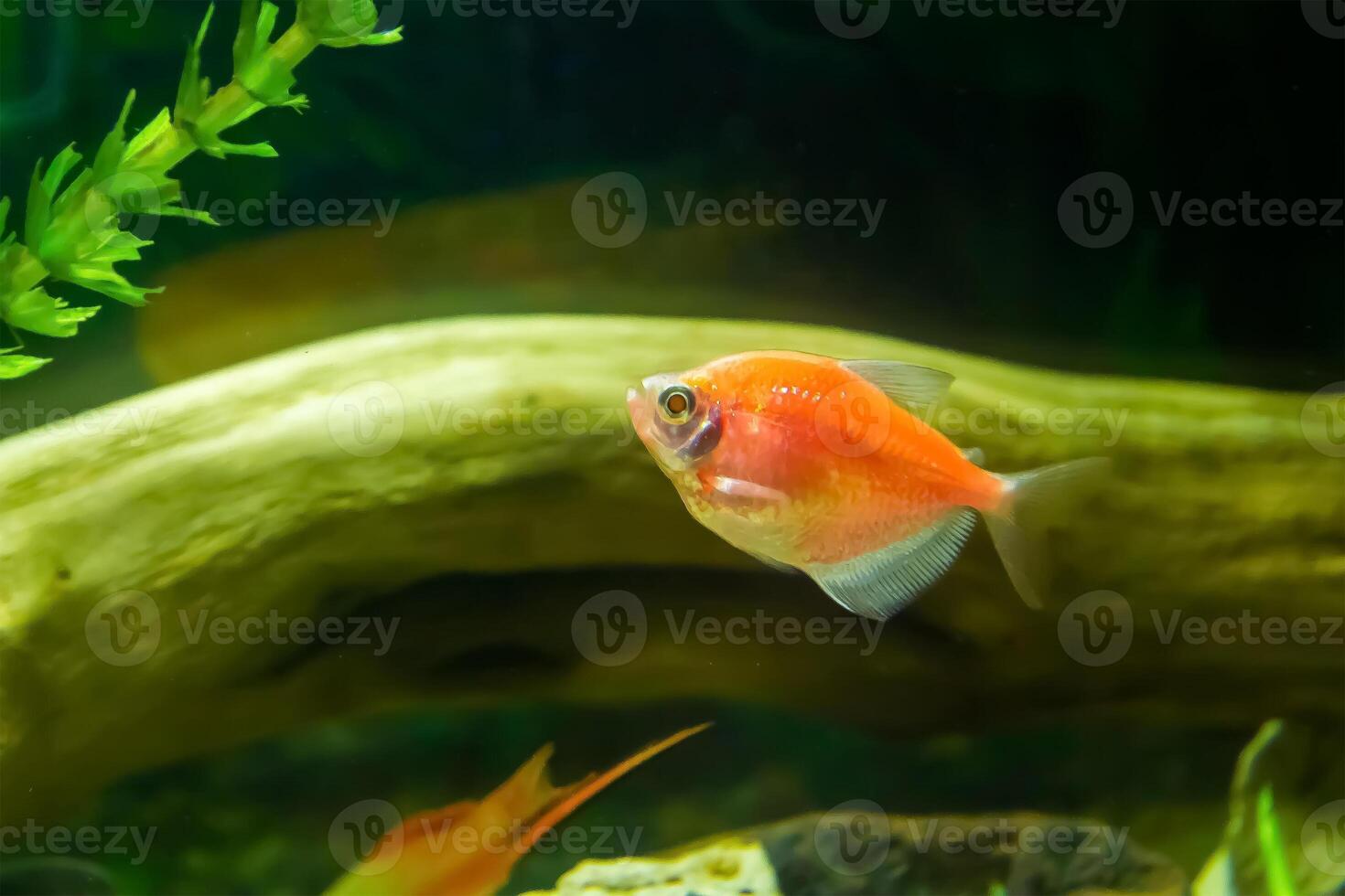 fisk i akvarium, akvarium med fisk, fisk simning i akvarium foto