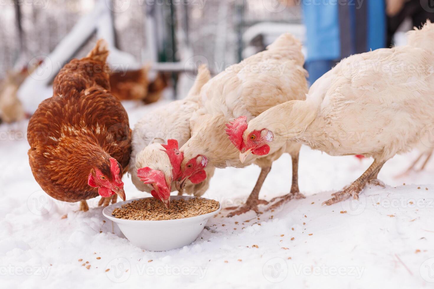 kyckling äter utfodra och spannmål på ett eko-fjäderfä bruka i vinter, frigående kyckling bruka foto