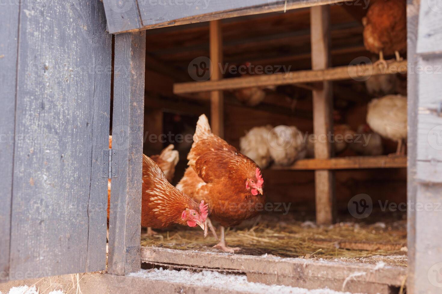 en flock av kycklingar i en kyckling coop på ett eco odla, frigående kyckling bruka foto