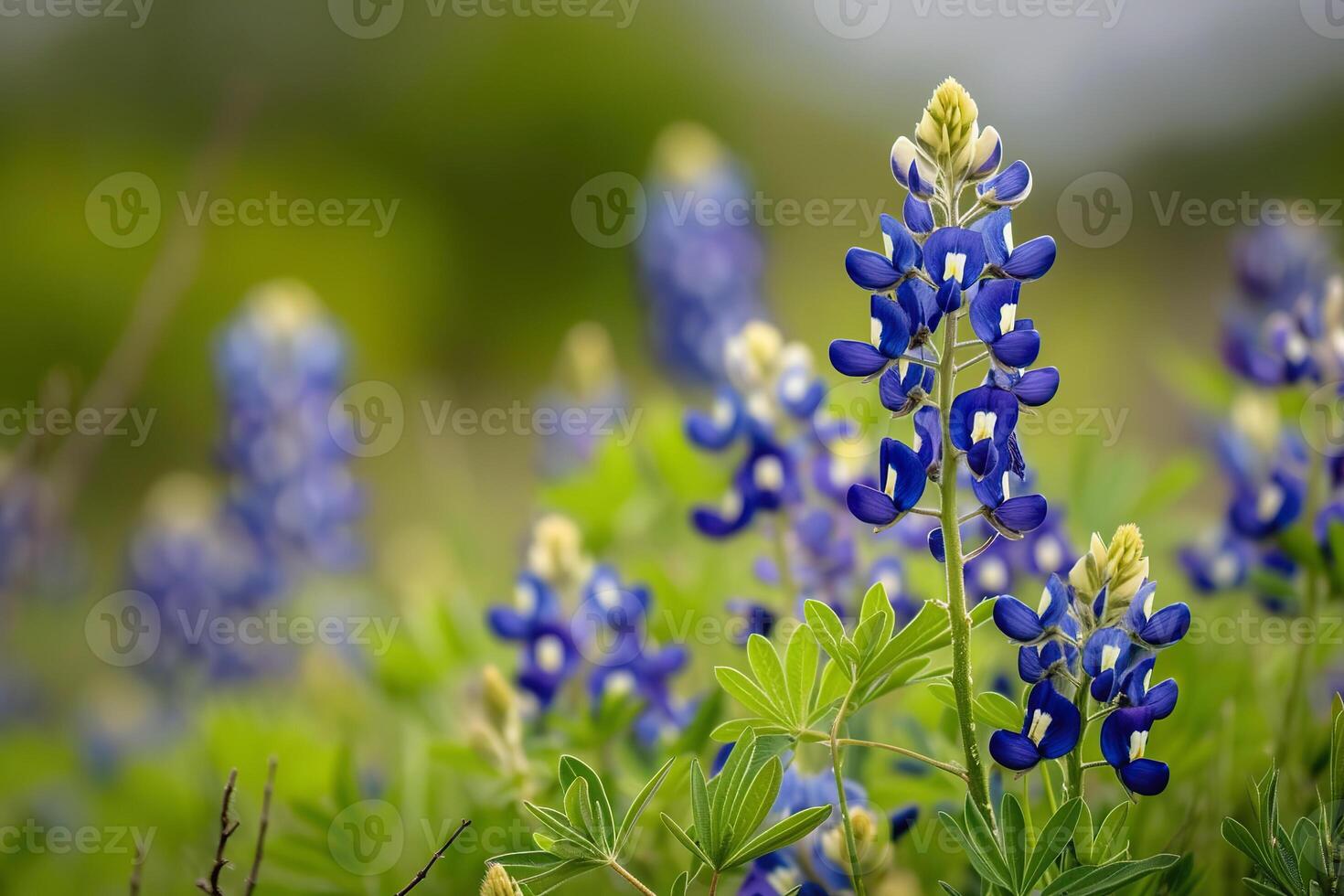 ai genererad vår fält av bluebonnets i full blomma under solljus foto