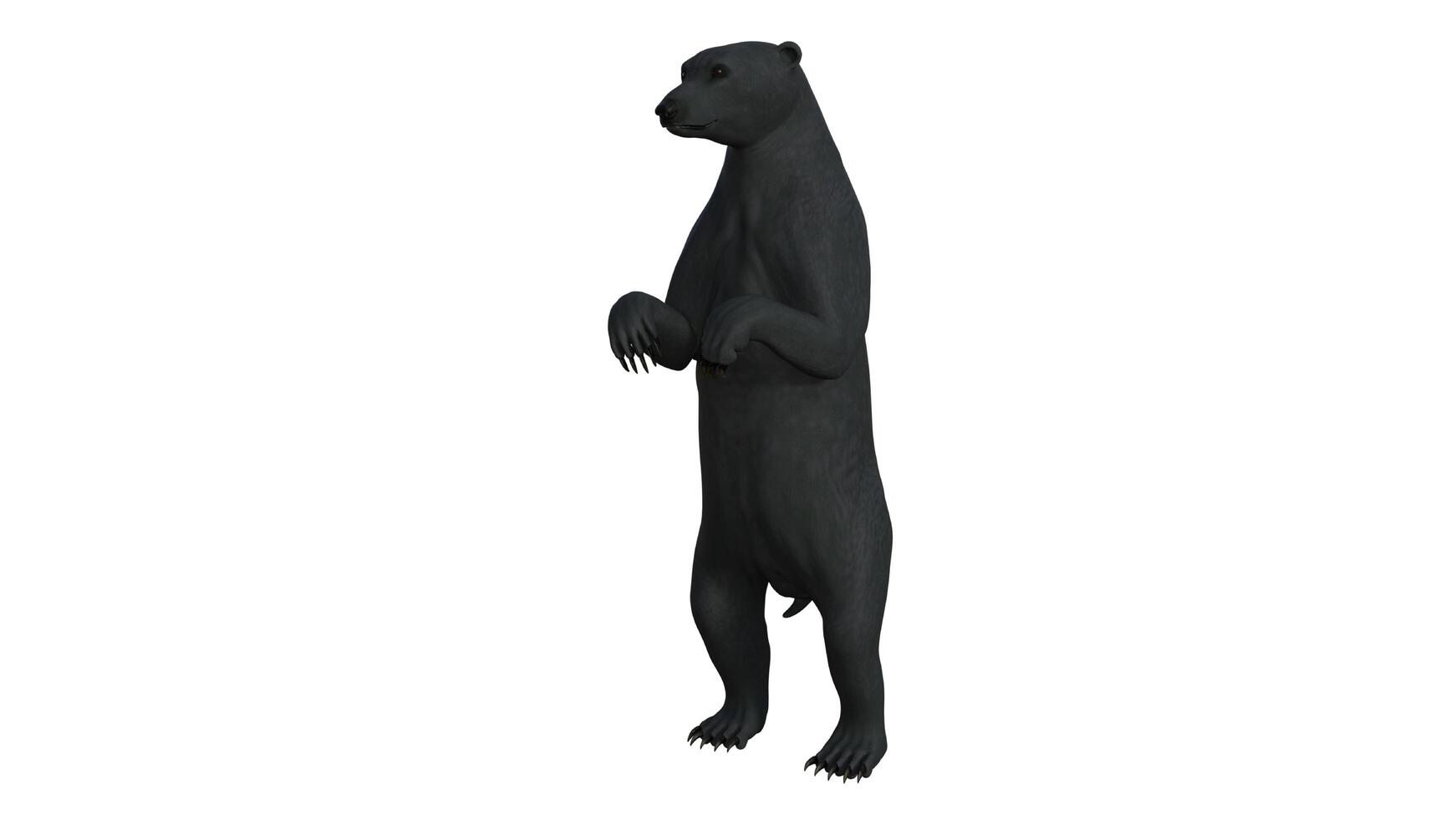 svart Björn på vit bakgrund foto