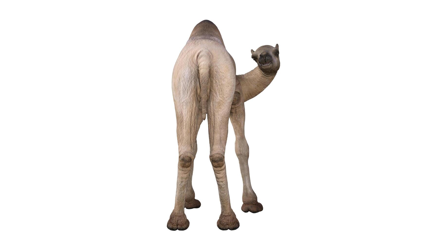 kamel på en vit bakgrund foto