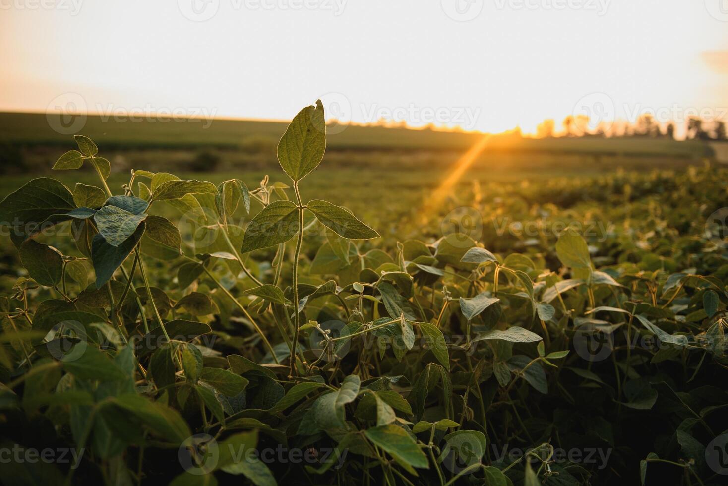 soja fält och soja växter i tidigt morgon- ljus. soja lantbruk foto