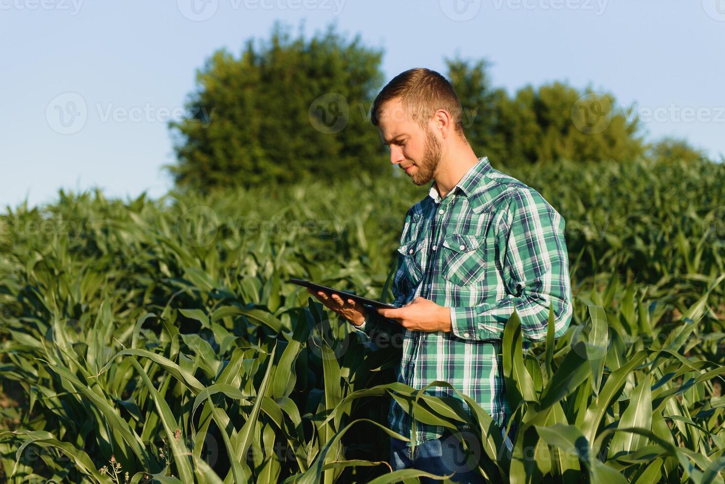 Lycklig ung jordbrukare eller agronom använder sig av läsplatta i majs fält. bevattning systemet i de bakgrund. organisk jordbruk och mat produktion foto