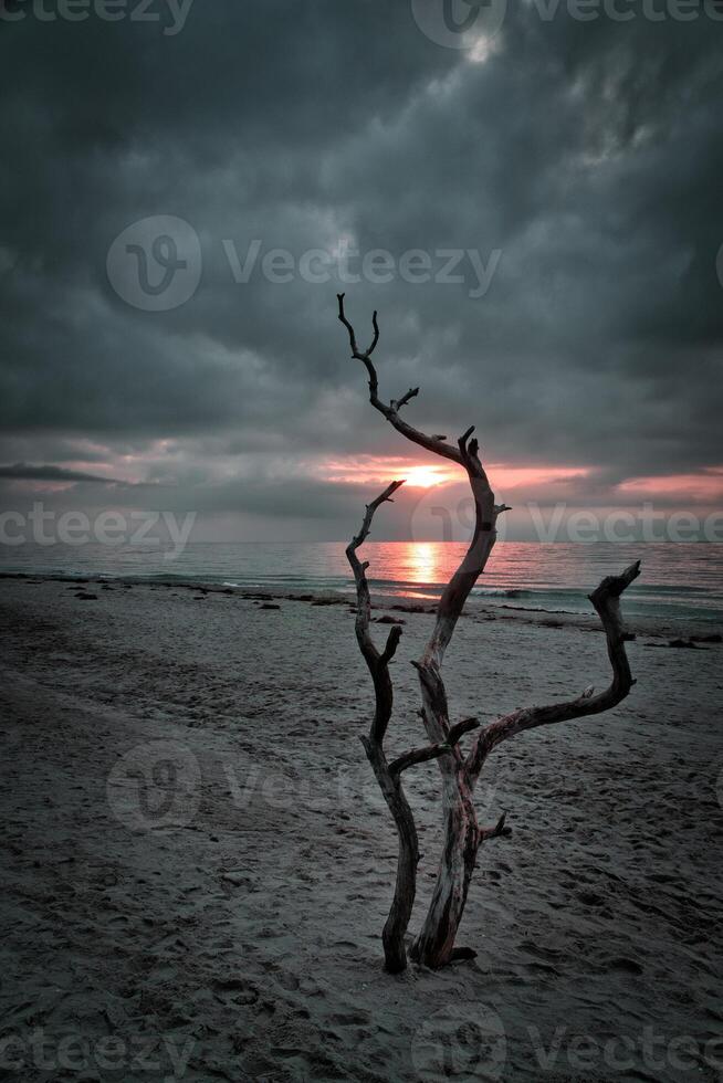 solnedgång på de strand av de baltic hav. kärlek träd, buske i de sand på de väst strand foto