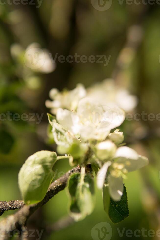 blomning äpple träd grenar med vit blommor närbild. foto