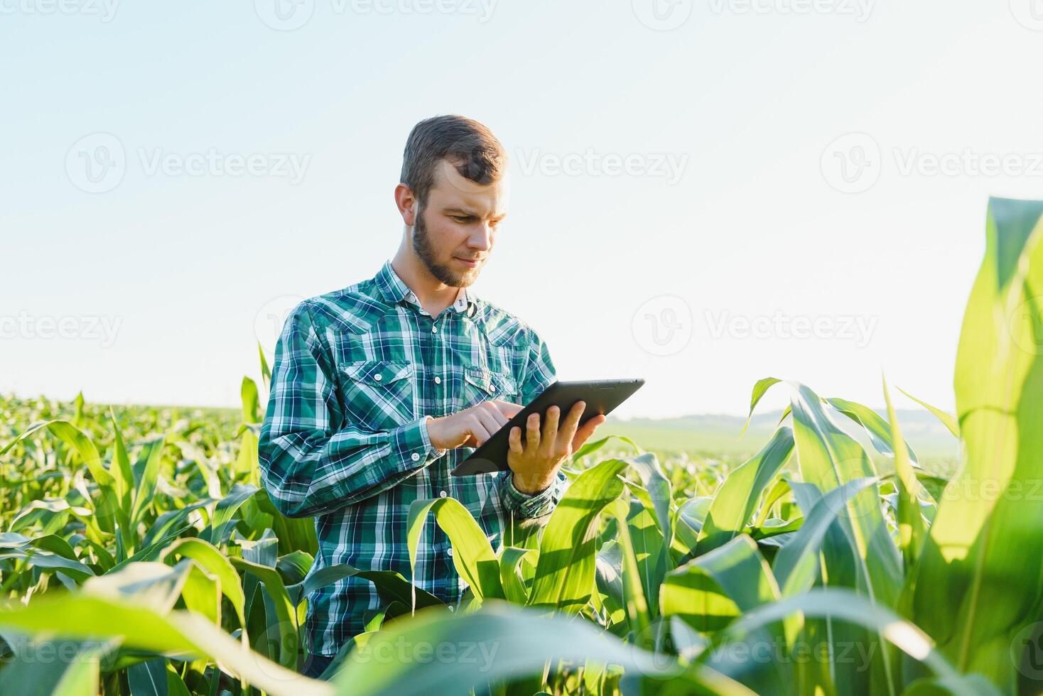 Lycklig ung jordbrukare eller agronom använder sig av läsplatta i majs fält. bevattning systemet i de bakgrund. organisk jordbruk och mat produktion foto