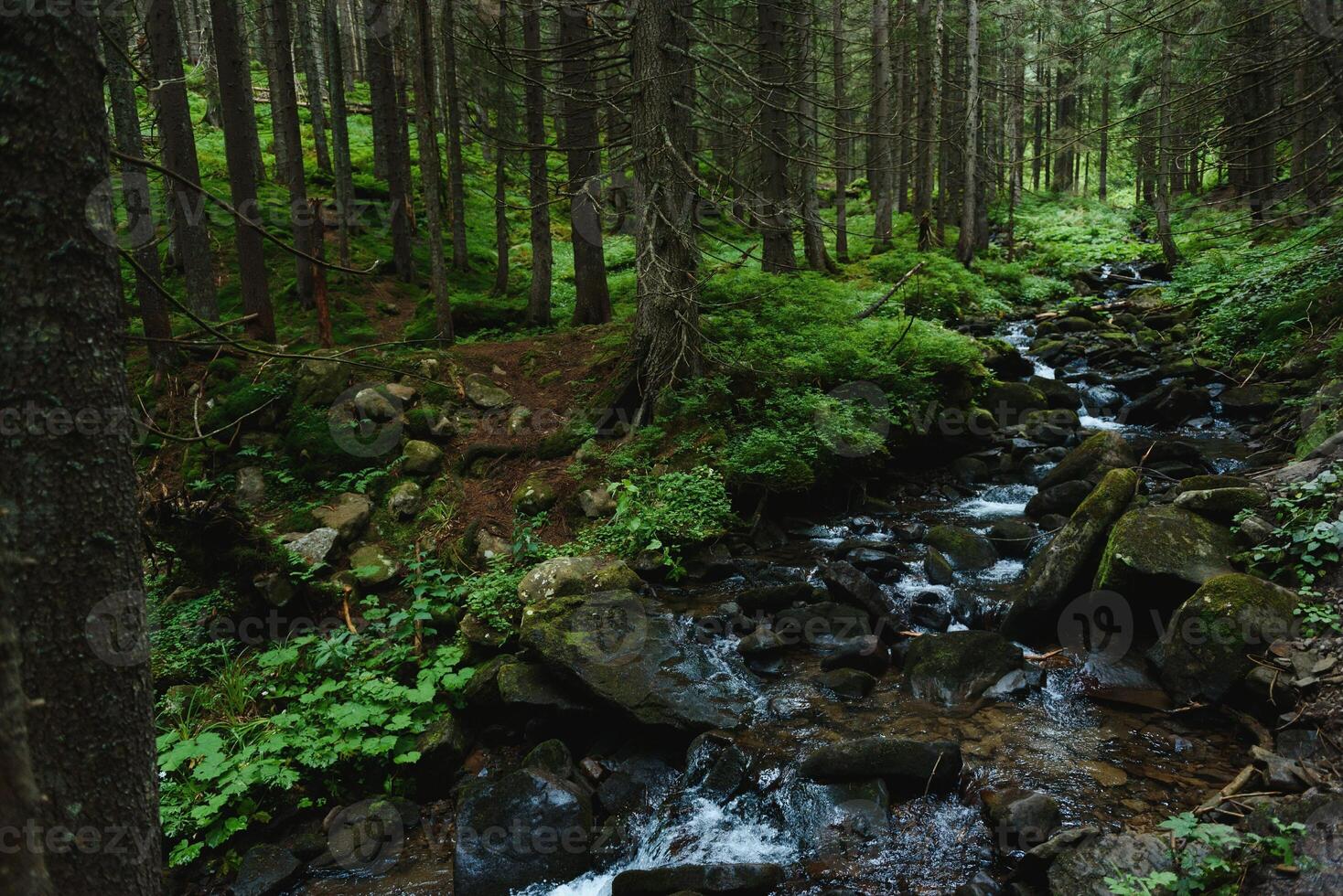 berg ström i grön skog på vår tid foto