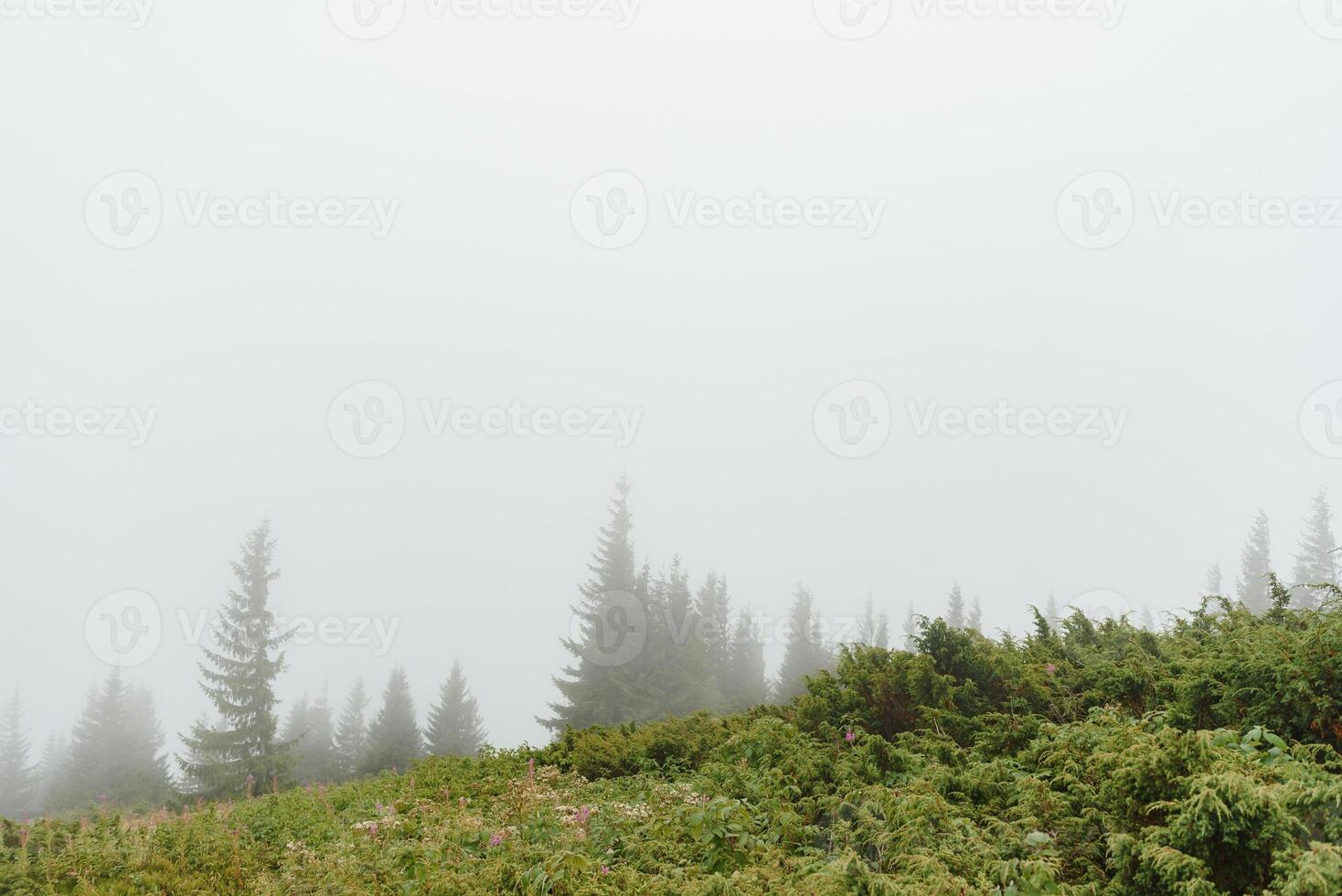 tidigt morgon- i en karpater dimmig dal foto