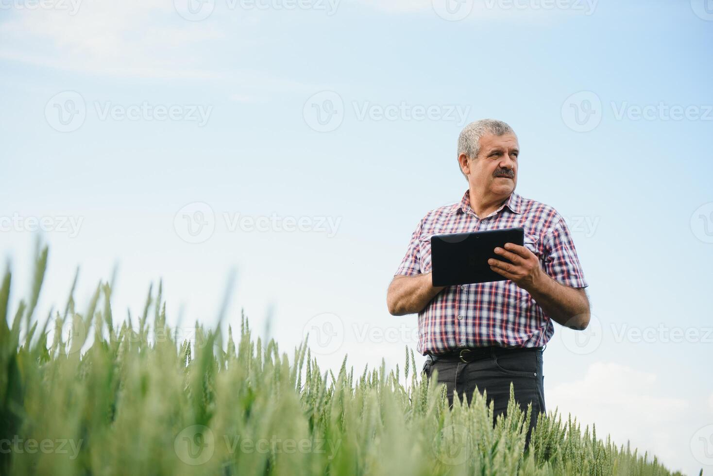 porträtt av senior jordbrukare agronom i vete fält ser i de distans. framgångsrik organisk mat produktion och odling. foto