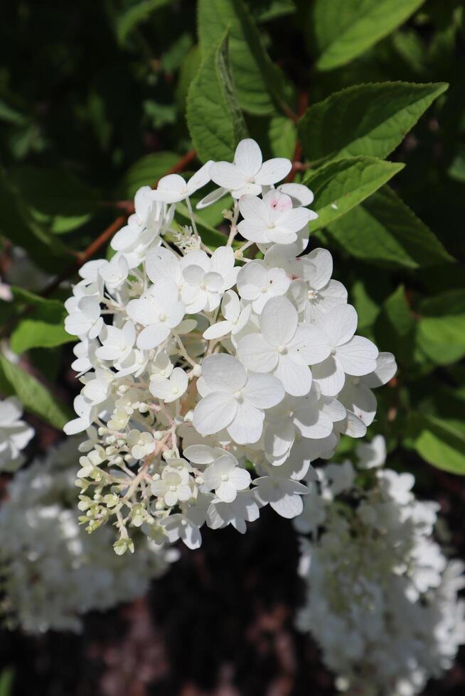 vit hortensia i blomma. foto