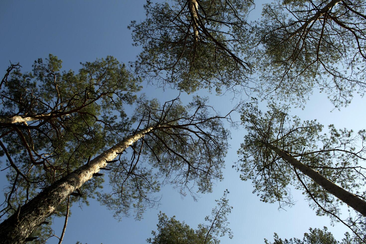 vårens skogslandskap. foto