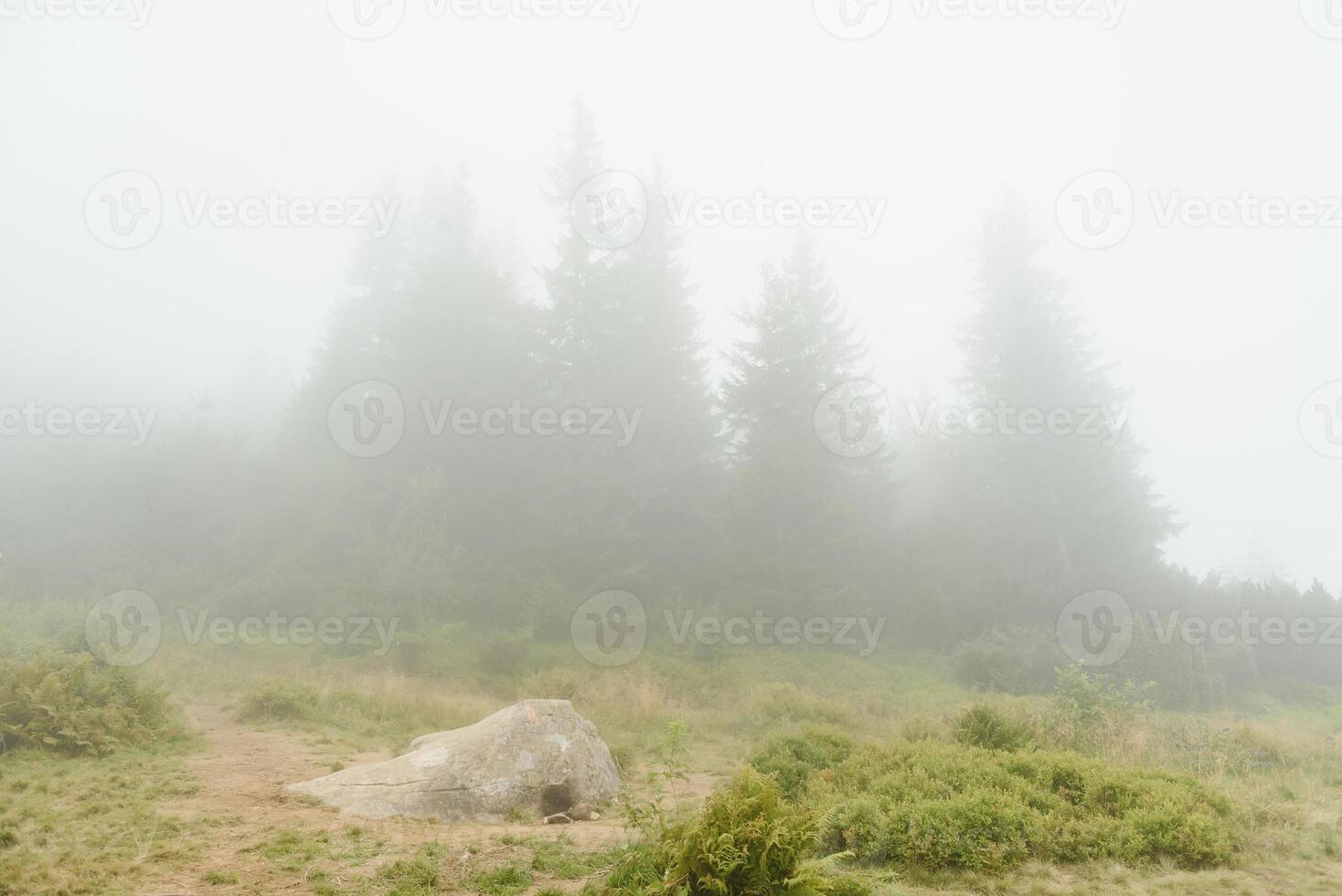 tidigt morgon- i en karpater dimmig dal foto