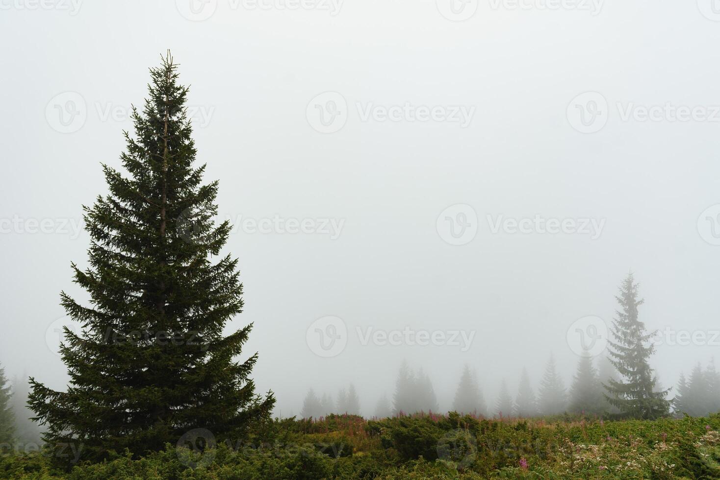 grön tall skog på en montera backe i en tät dimma, bred utomhus- bakgrund foto