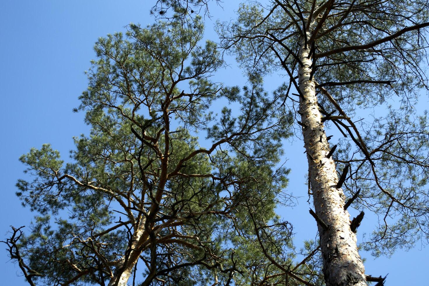 vårens skogslandskap. foto