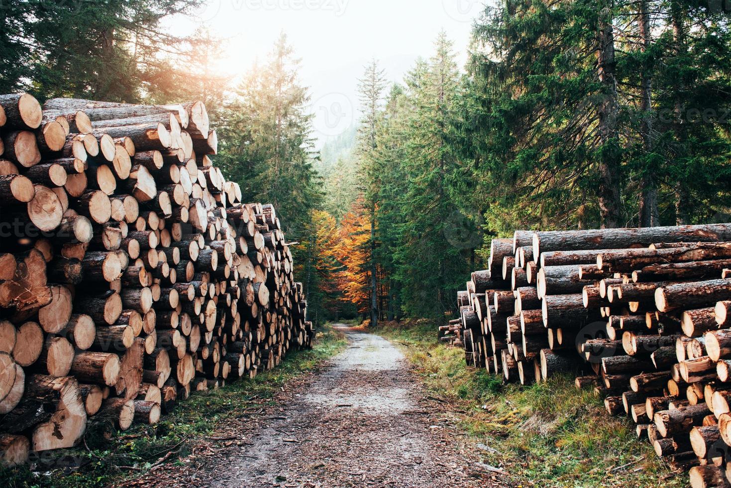 många stockar som ligger på sidorna från gångväg i höstens vackra skogar foto