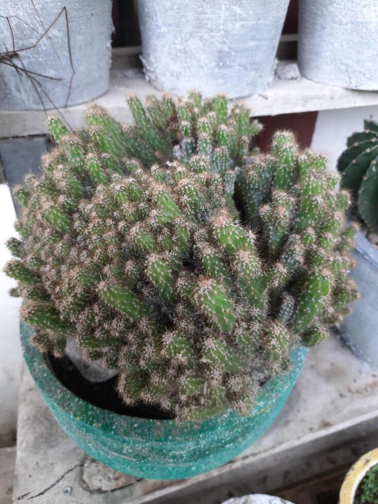 kaktus i en pott på de terrass av de hus. foto