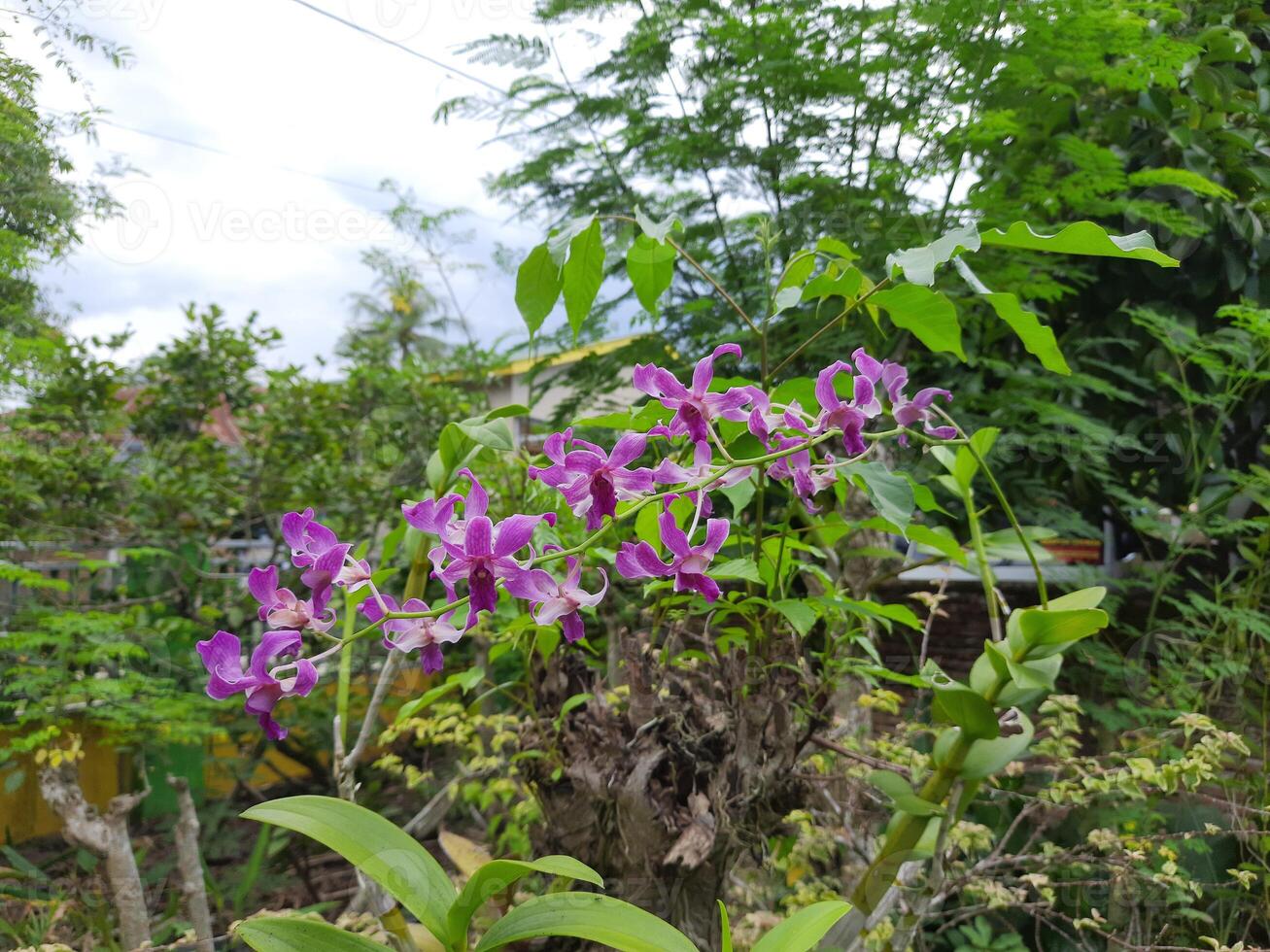 lila orkidéer blomning i botanisk trädgård foto