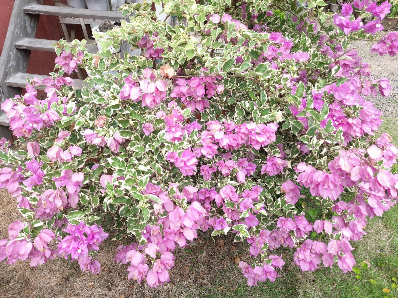 bougainvillea blommor i de trädgård, natur bakgrund foto