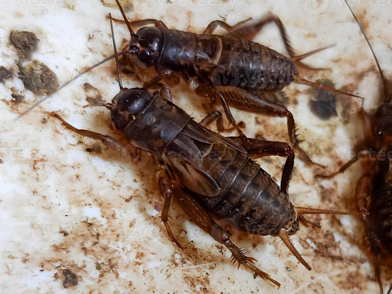 detaljerad porträtt av hus cricket. kan vara Begagnade för pedagogisk syften, entomologi forskning, och, biologi presentationer. foto