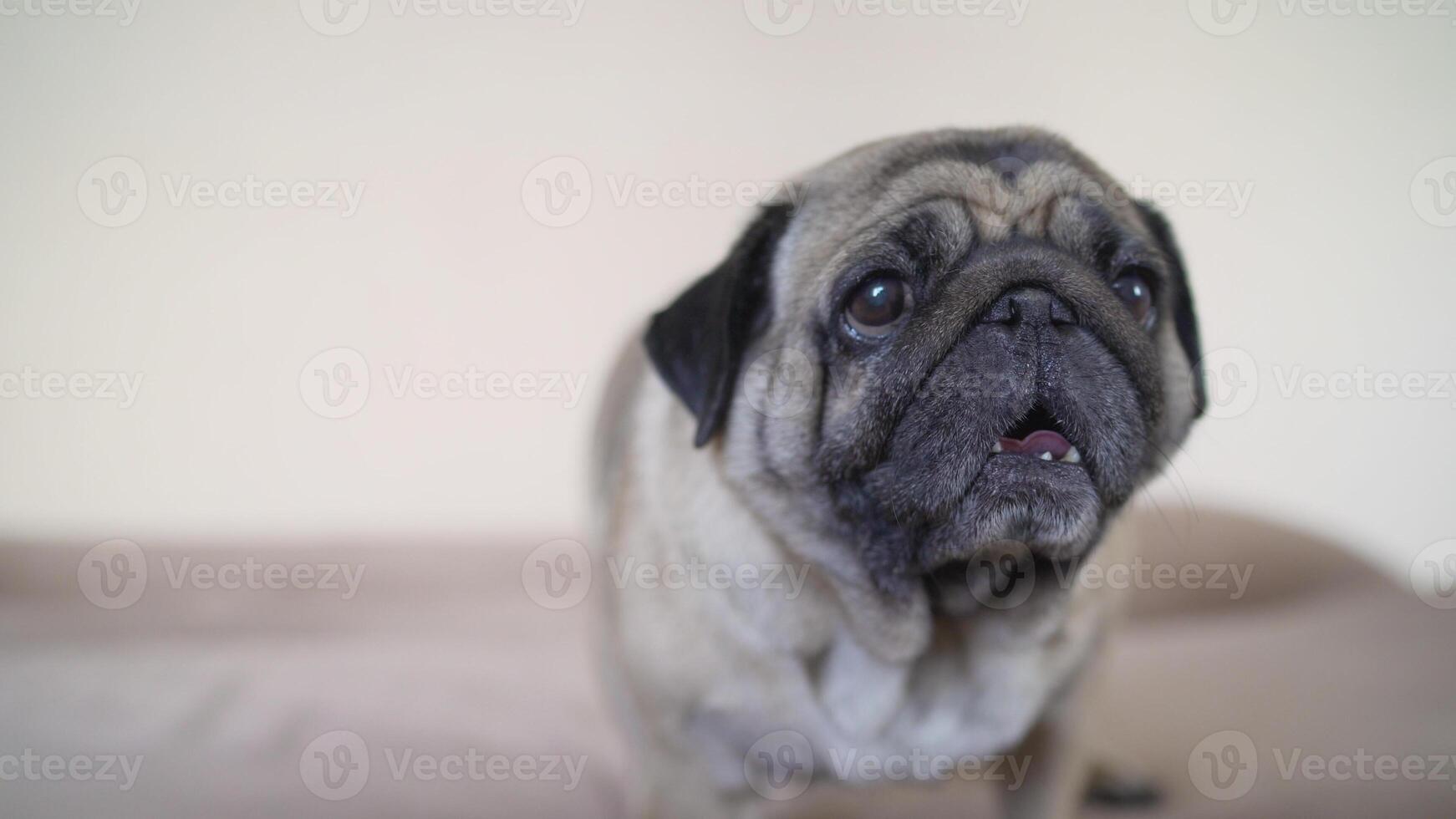 förtjusande mops hund stående på golv på Hem, 3 år gammal , tittar på de kamera. de pulcherrimus ga bo hund är stående på de soffa. de mops är stående på de soffa. foto