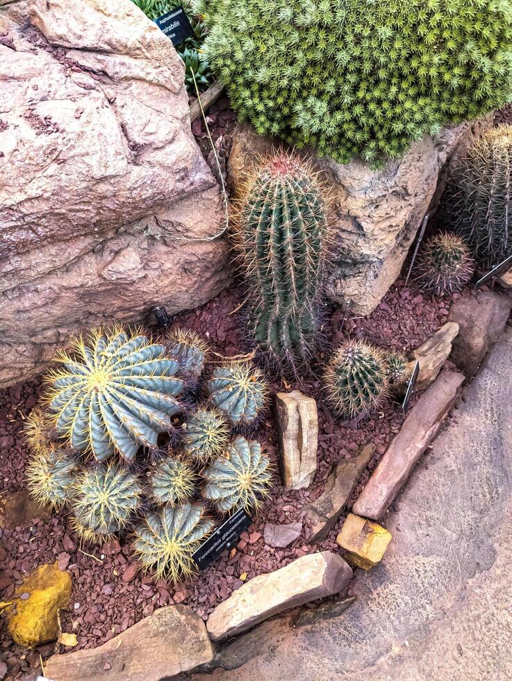 ett utläggning av växter i de byggnad av de botanisk trädgård i Washington, USA i vinter. foto