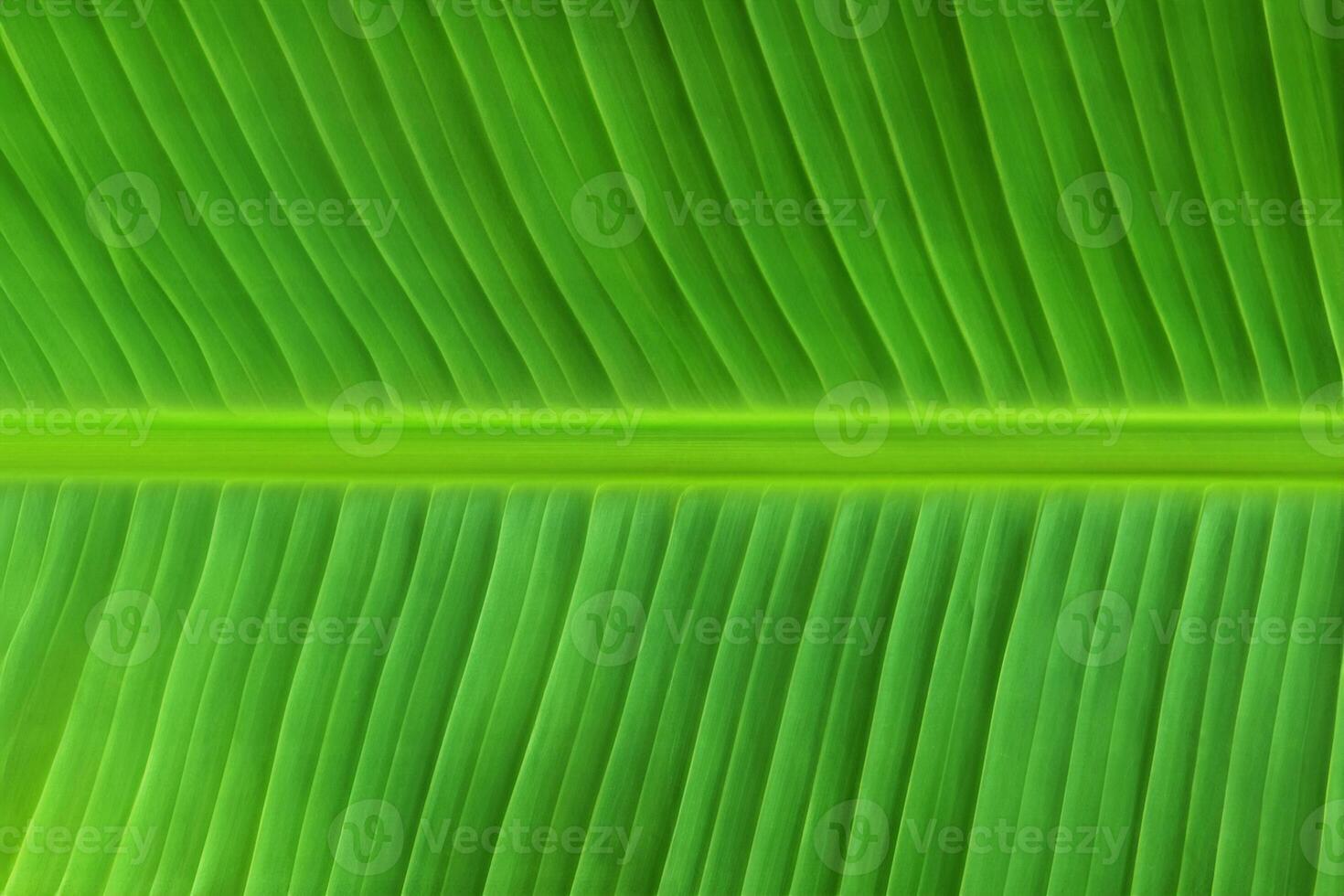 grön banan blad textur för konstnärlig design foto