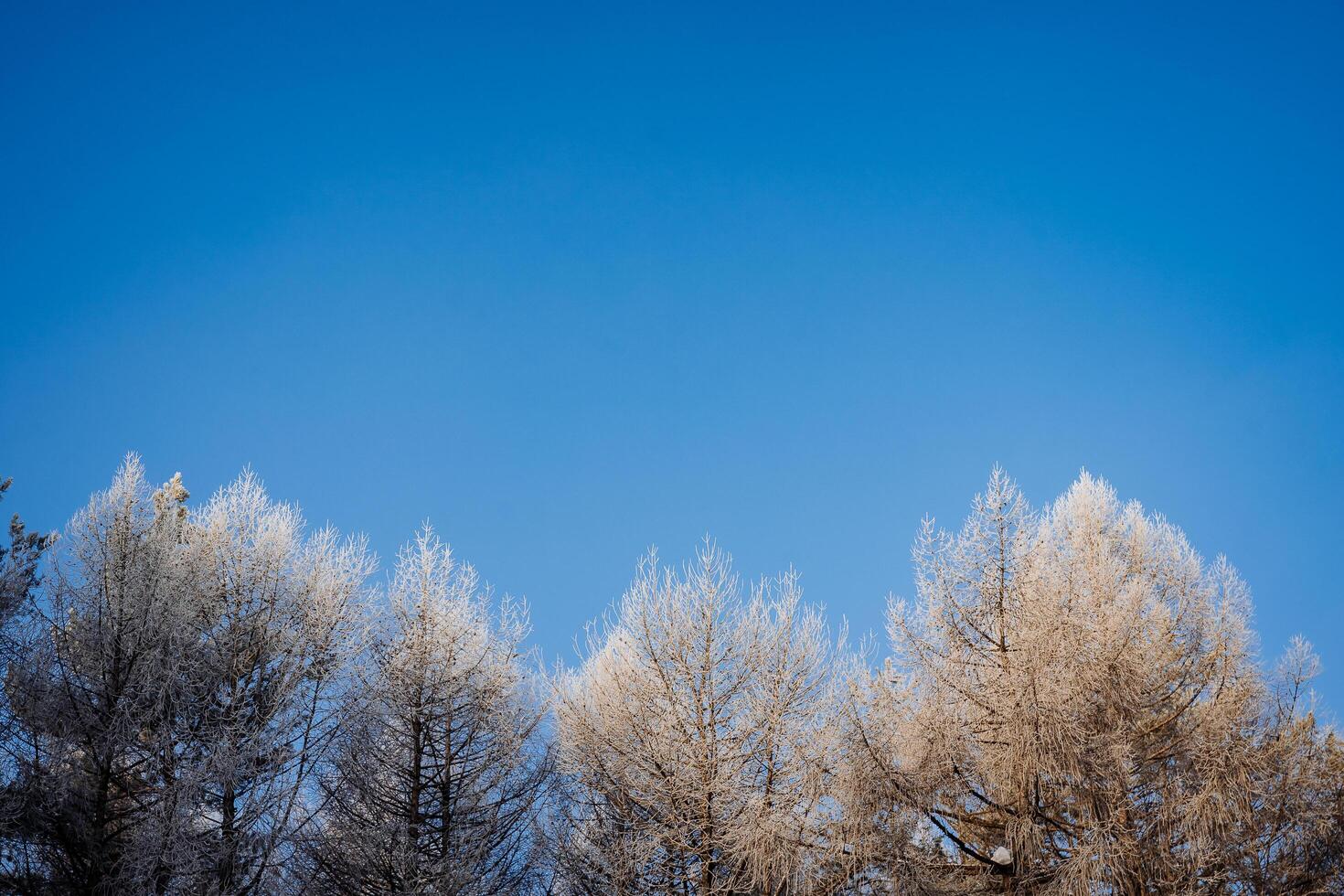 frost på de trädtopparna solig väder tidigt i de morgon. blå himmel ovan de skog. en kall vinter- frös jul träd. foto