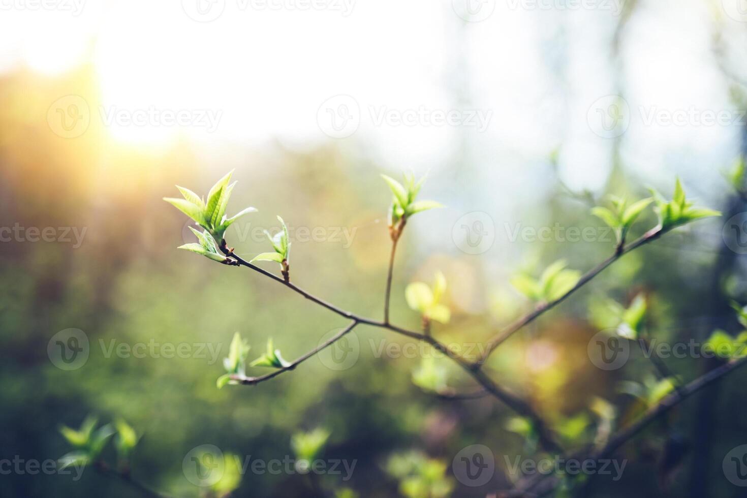 färgrik blommor i vår bakgrund foto