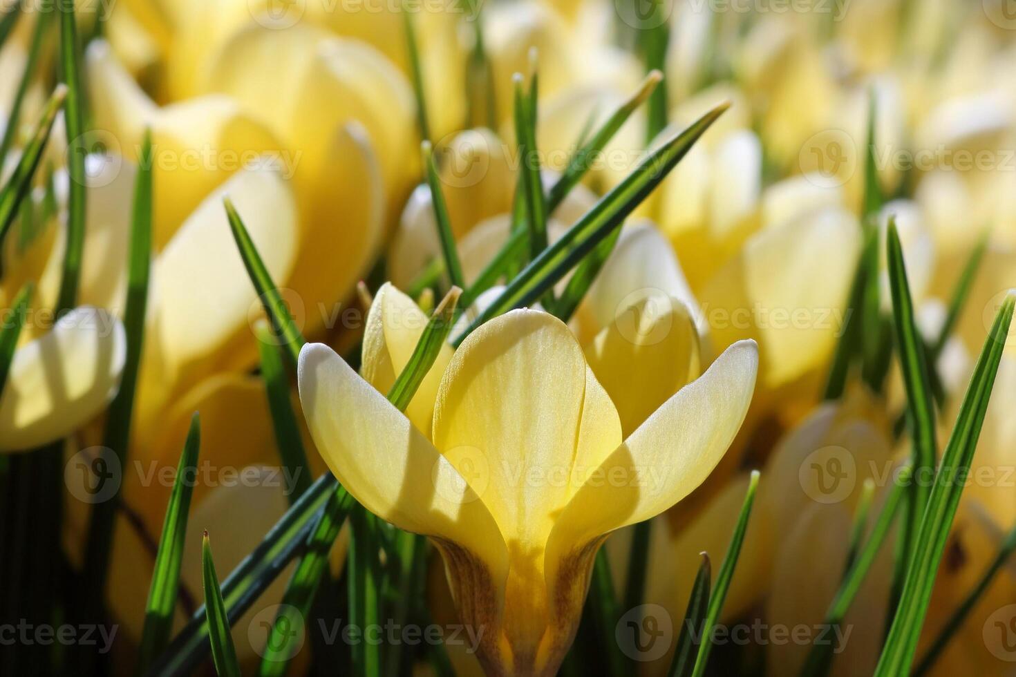 färgrik blommor i vår bakgrund foto