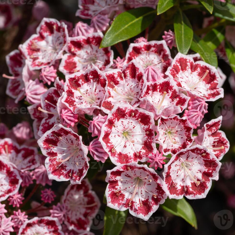 berg lager, kalmia latifolia foto