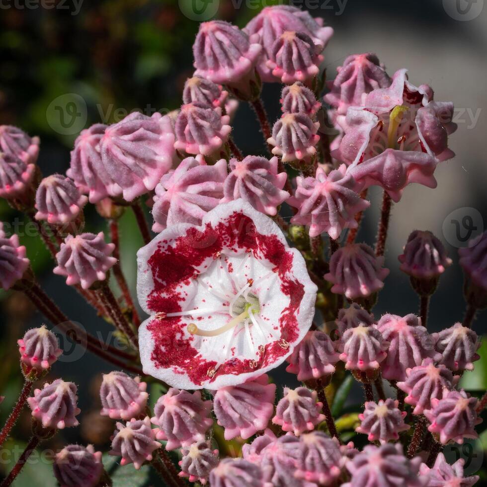 berg lager, kalmia latifolia foto