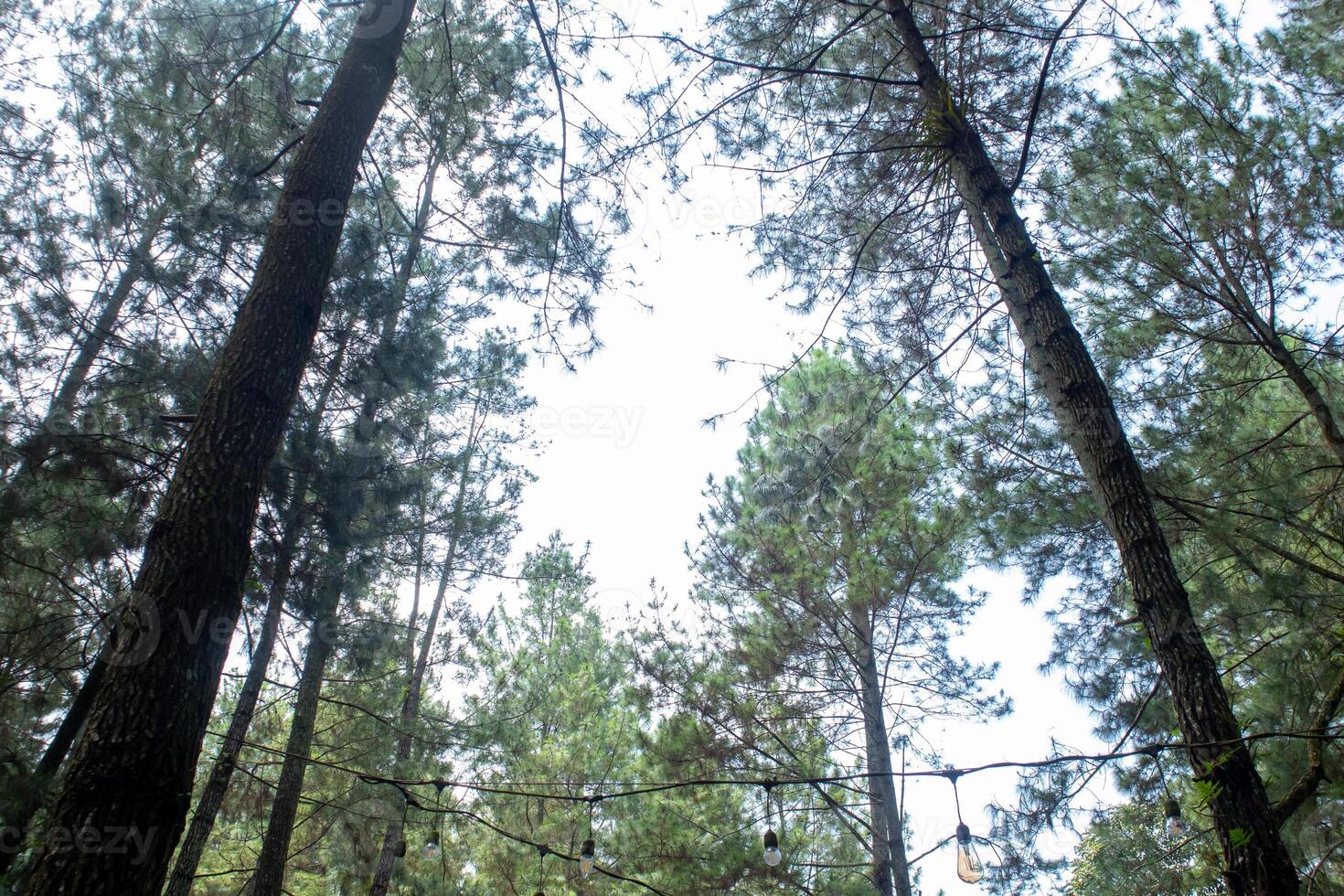 se av en tall skog med retro glödande lampor i de morgon- foto