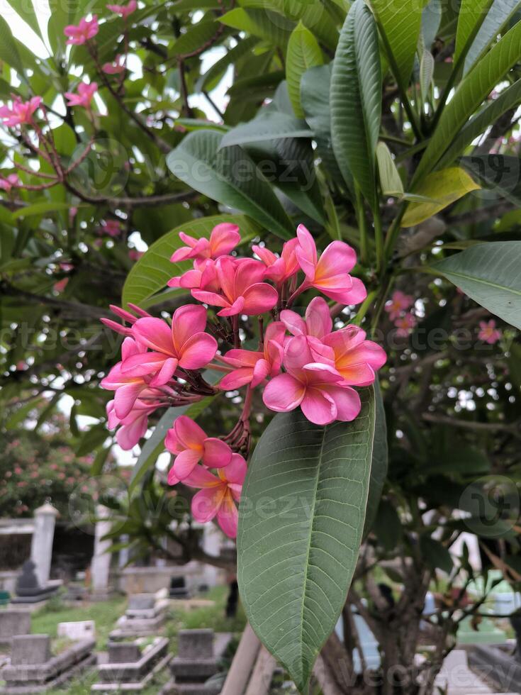 de semboja blomma eller frangipani eller plumeria rubra är en växt i subtropisk eller tropisk klimat och är populärt planterade i tempel och begravningsplatser. foto