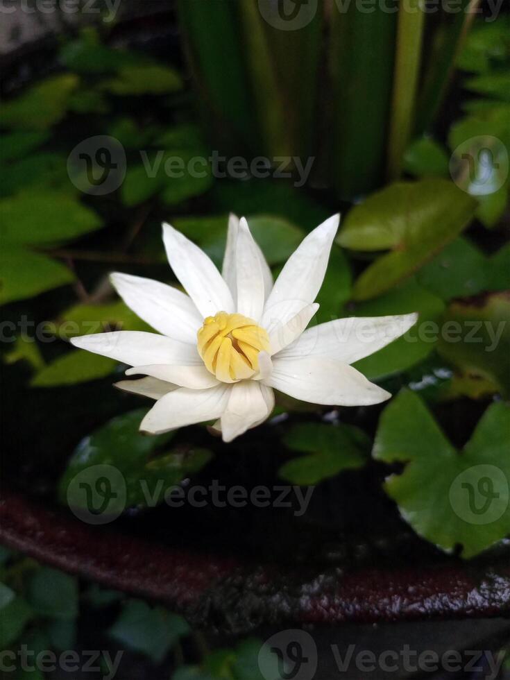 dvärg vatten lilja, nymphaea lotus, med vit blommor liv ovan de fisk damm foto