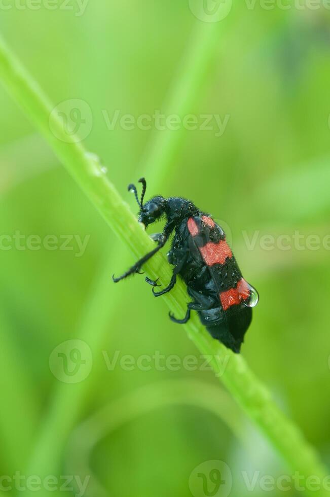 röd insekt eller trichoder apiarius foto