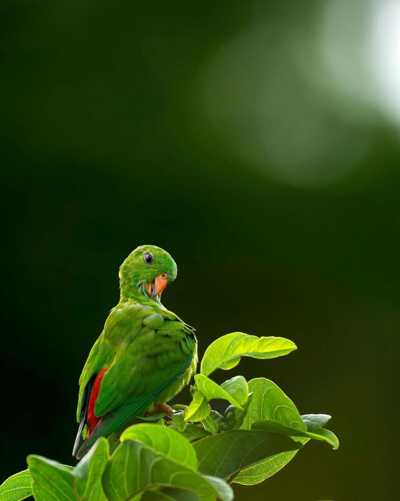 en grön papegoja uppflugen på en gren med löv foto
