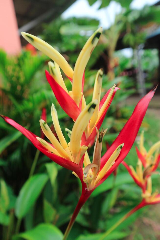 gul blommor heliconia psittacorum eller papegojas näbb, parakit blomma, papegojas blomma, papegojas groblad, falsk fågel-of-paradis dekorativ i de trädgård foto