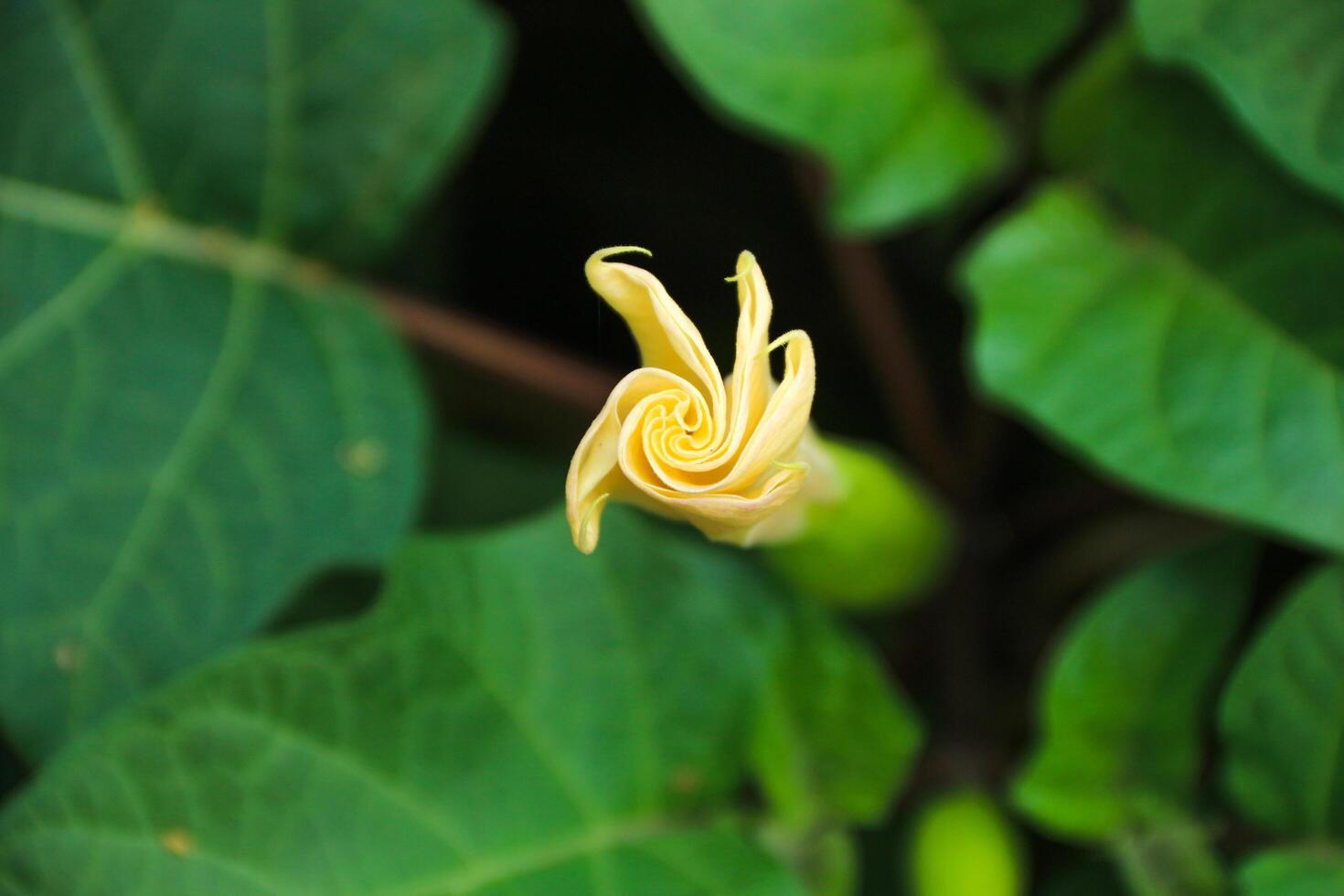datura wrightii, vanligen känd som helig datura, är en giftig perenn växt arter och dekorativ blomma av de familj solanaceae foto