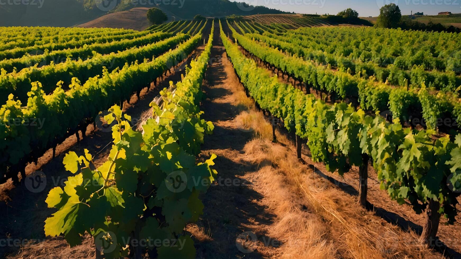 ai genererad vibrerande vingårdar rader av vinrankor sola i solljus foto