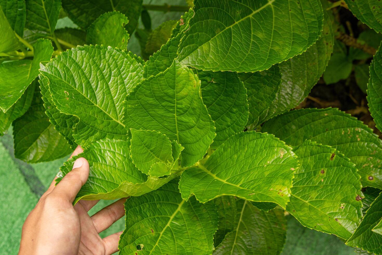 yta och textur grön blad bokor hortensia. Foto är lämplig till använda sig av för grön natur bakgrund, botanisk affisch och innehåll media.