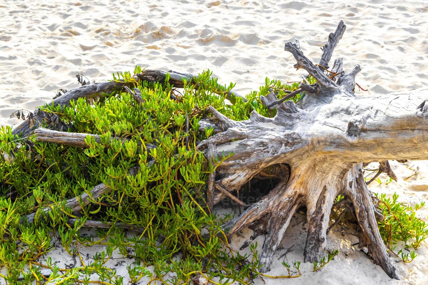 gammal död- träd trunk gren på strand tropisk djungel Mexiko. foto