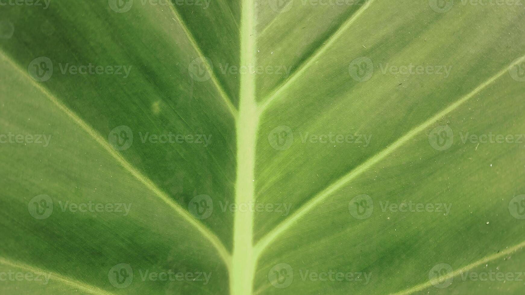 närbild Foto av en grön blad med en vit Centrum